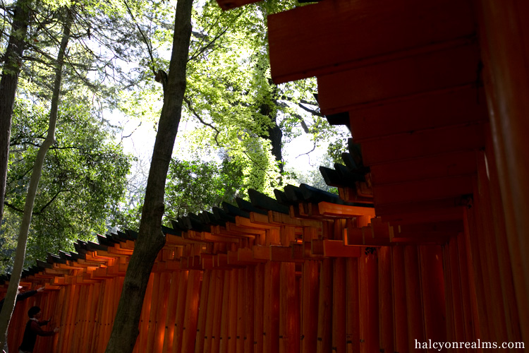The Senbon Torii, Fushimi-Inari Shrine, Kyoto - Halcyon ...
